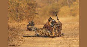 jim_corbett_hotels_deals_and_packages
